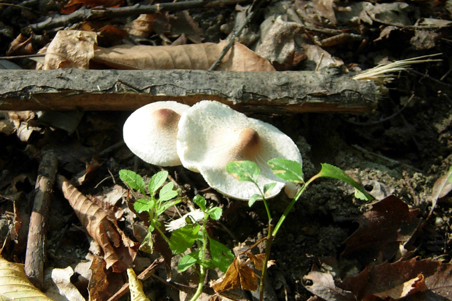 Xerocomus ferrugineus?  Lepiota sp?